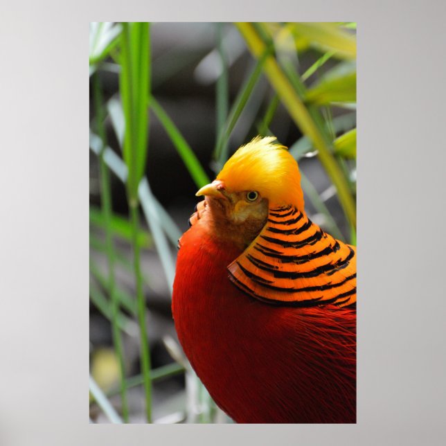 Golden Pheasant Bird Poster (Framsidan)