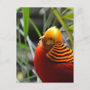 Golden Pheasant Bird Vykort