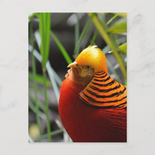 Golden Pheasant Bird Vykort (Framsida)