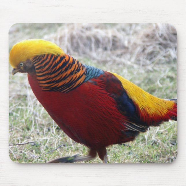 Golden Pheasant - Chrysolophus pictus Musmatta (Framsidan)