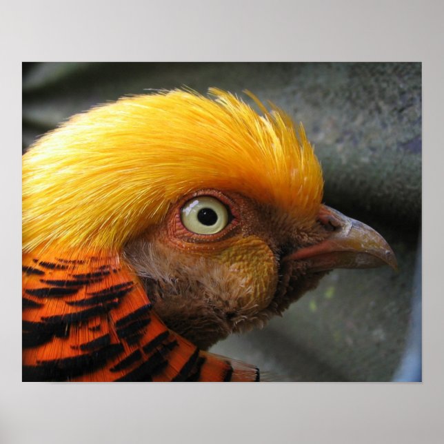 Golden Pheasant Poster (Framsidan)
