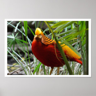 Golden Pheasant Poster