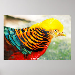 Golden Pheasant Poster
