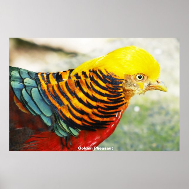 Golden Pheasant Poster (Framsidan)