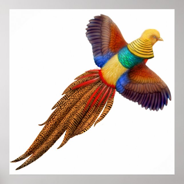 Golden Pheasant Print Poster (Framsidan)