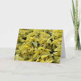 Golden Poinsettias Helgkort