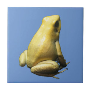 Golden Poison Frog Kakelplatta