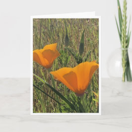Golden Poppies - 2 Kort
