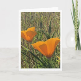 Golden Poppies (Inside Blank) Kort