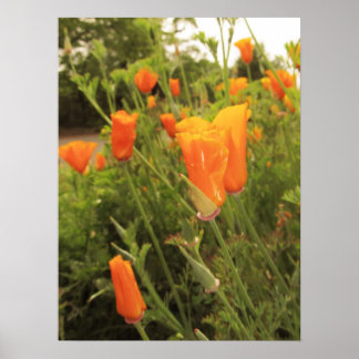 Golden Poppies Poster