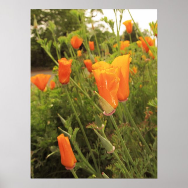 Golden Poppies Poster (Framsidan)
