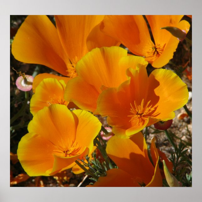 Golden Poppies Poster (Framsidan)