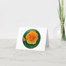 Golden Poppy