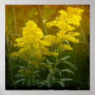 Golden Poster