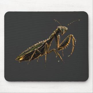 Golden Praying Mantis Black & Gold Musmatta
