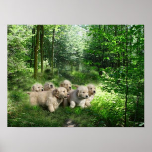 Golden Puppies Poster
