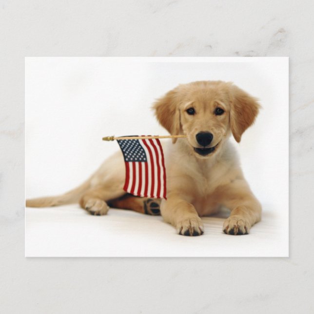 Golden Puppy och American Flagga Vykort (Framsida)