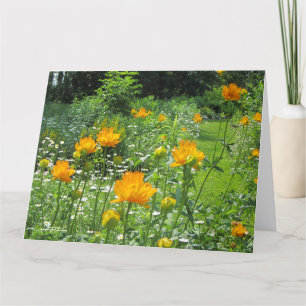Golden Queen Trollius Kort