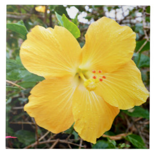 "Golden Radiance: Gult Hibiscus Flower på Träd Kakelplatta