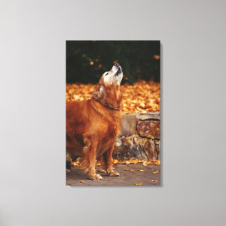 Golden Reparant hund howling på väg Canvastryck