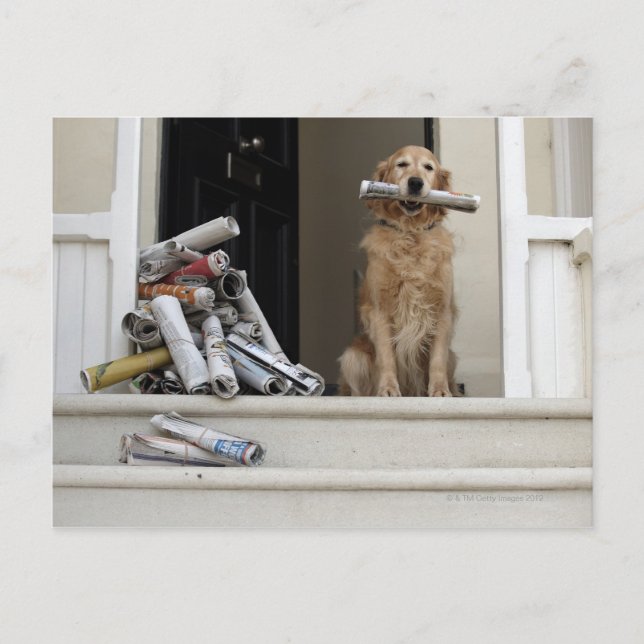 Golden Reparant hund sitta vid ytterdörren Vykort (Framsida)
