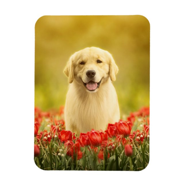 Golden Retirever i Red Flowers Magnet (Vertikal)