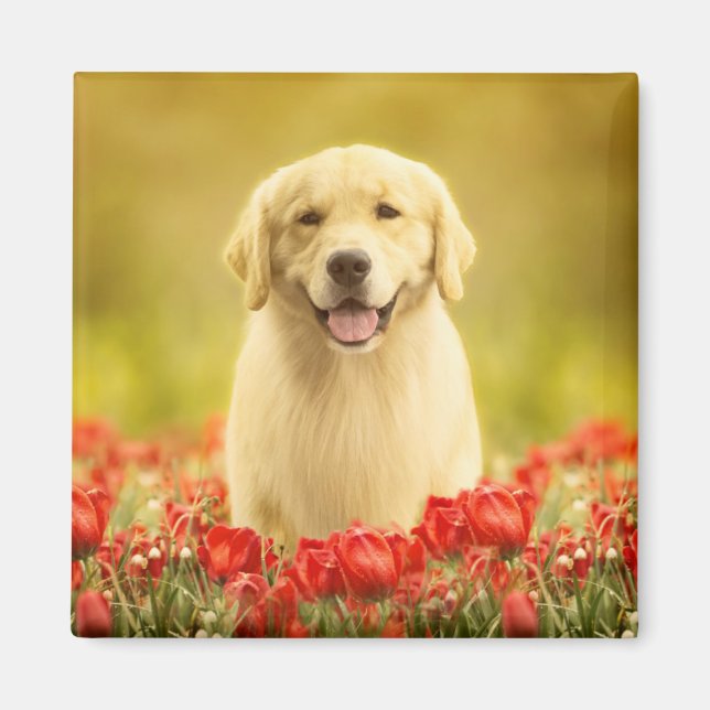 Golden Retirever i Red Flowers Magnet (Framsidan)
