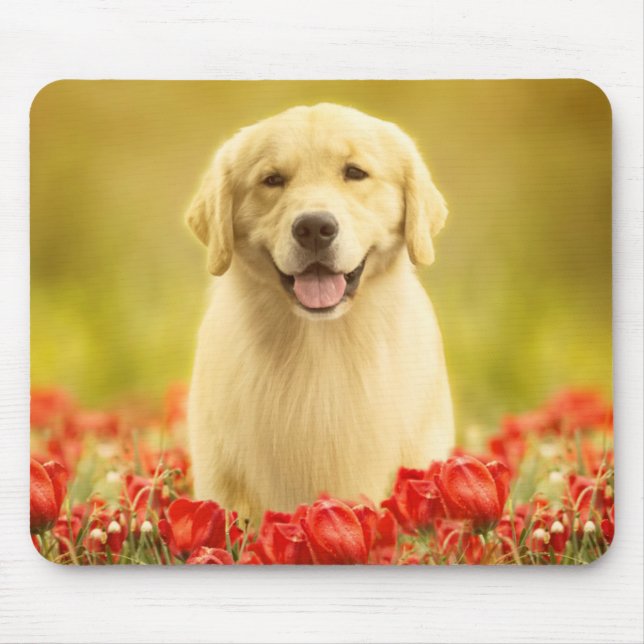 Golden Retirever i Red Flowers Musmatta (Framsidan)
