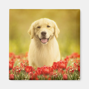 Golden Retirever i Röda blommor Magnet