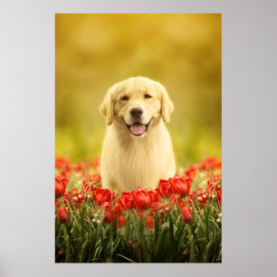 Golden Retirever i Röda blommor Poster