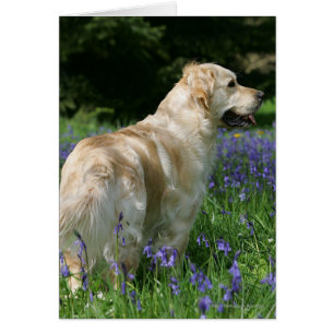 Golden Retreiver i Flowers Hälsningskort