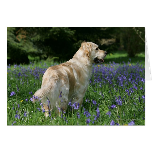 Golden Retreiver i Flowers Hälsningskort (Framsidan Horizontal)