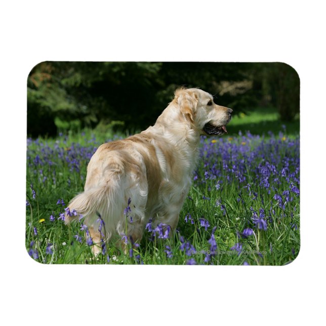 Golden Retreiver i Flowers Magnet (Horisontell)