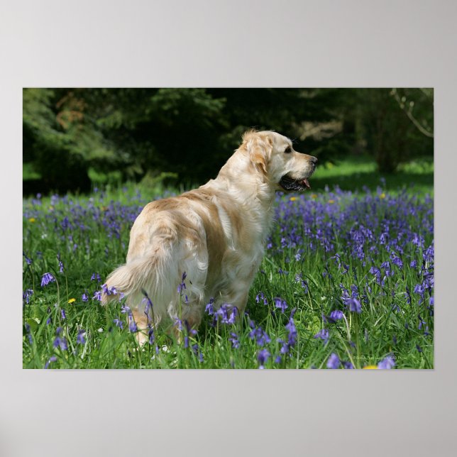 Golden Retreiver i Flowers Poster (Framsidan)