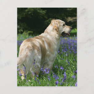 Golden Retreiver i Flowers Vykort