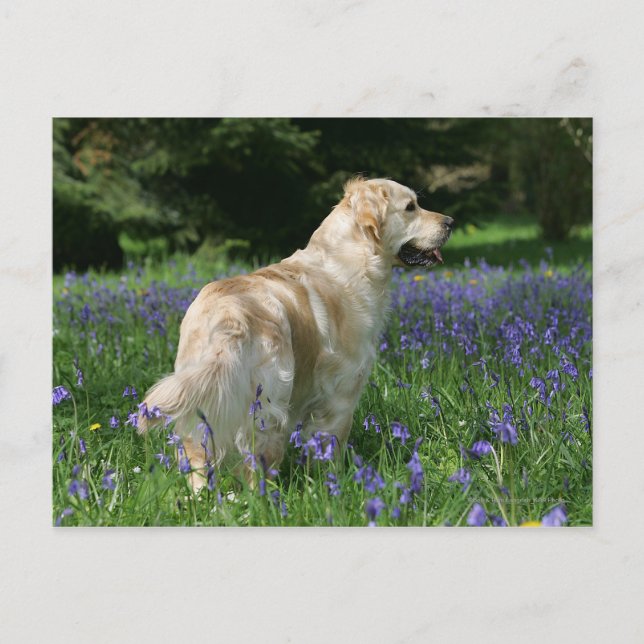 Golden Retreiver i Flowers Vykort (Framsida)