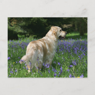 Golden Retreiver i Flowers Vykort