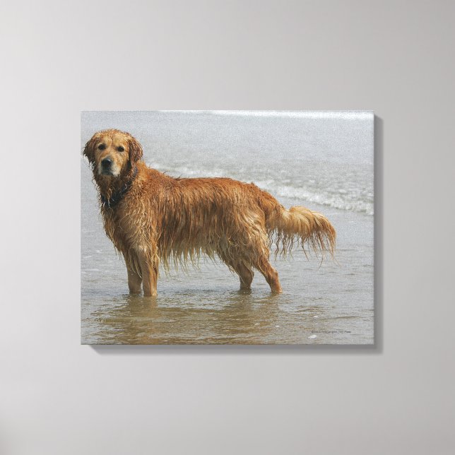 Golden Retreiver i havet Canvastryck (Framsida)