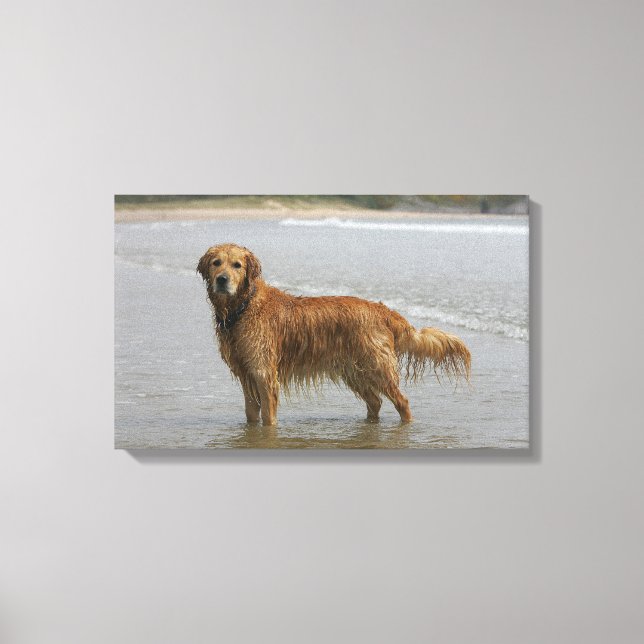 Golden Retreiver i havet Canvastryck (Framsida)