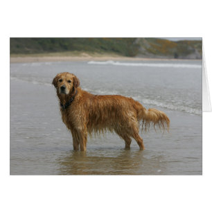 Golden Retreiver i havet Hälsningskort