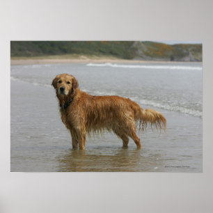 Golden Retreiver i havet Poster