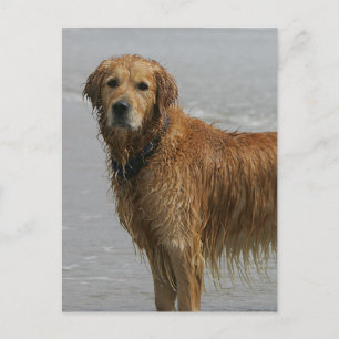 Golden Retreiver i havet Vykort