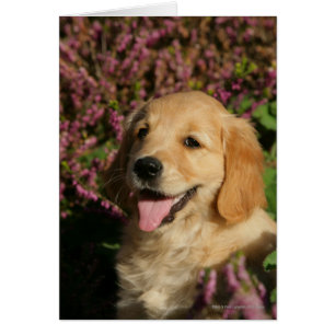 Golden Retreiver Puppy Hälsningskort