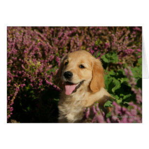 Golden Retreiver Puppy Hälsningskort