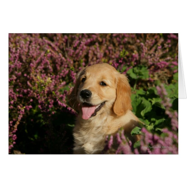 Golden Retreiver Puppy Hälsningskort (Framsidan Horizontal)
