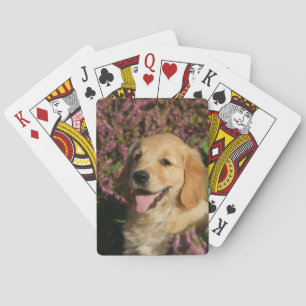Golden Retreiver Puppy Kortlek