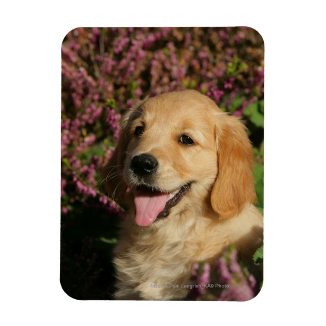 Golden Retreiver Puppy Magnet (Vertikal)