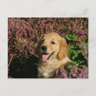 Golden Retreiver Puppy Vykort