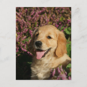 Golden Retreiver Puppy Vykort