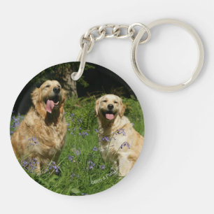 Golden Retreivers in Grass